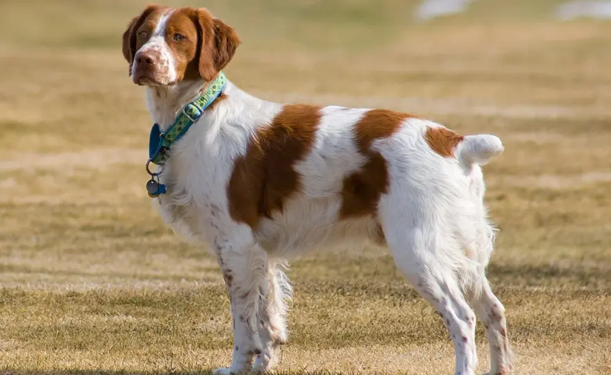 Épagneul Breton tricolore - La couleur fait-elle le chien?