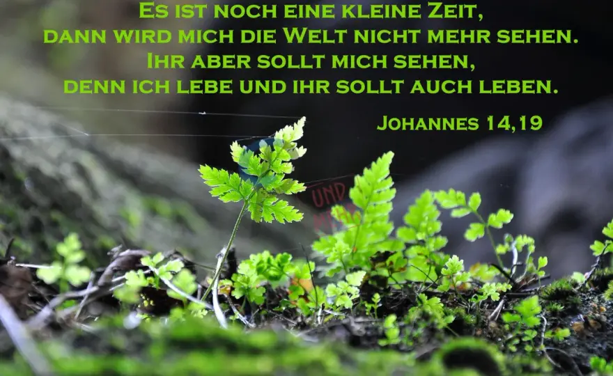 Johannes 14,19 - Mehr als nur Trost? Tiefe Bedeutung entdecken