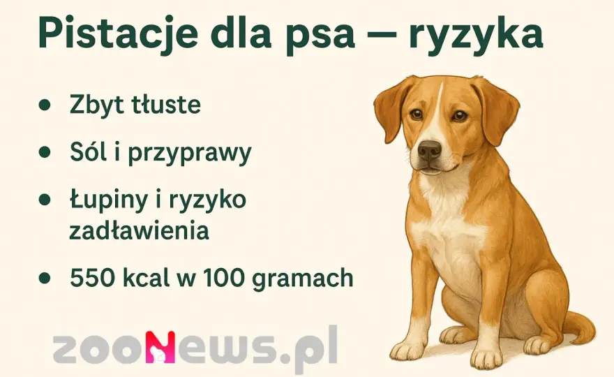 Pies zjadł pistacje? Co robić i kiedy do weterynarza?