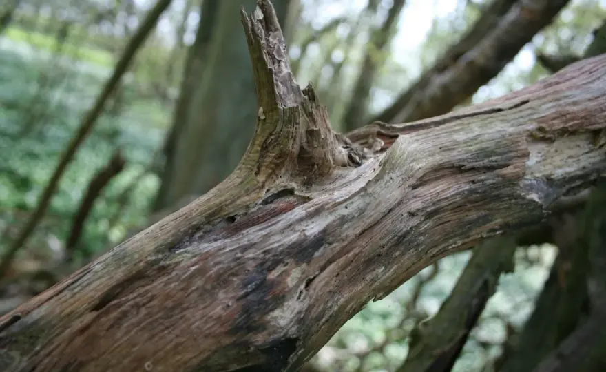Abgestorbener Baum im Garten - wann er weg muss und wann nicht