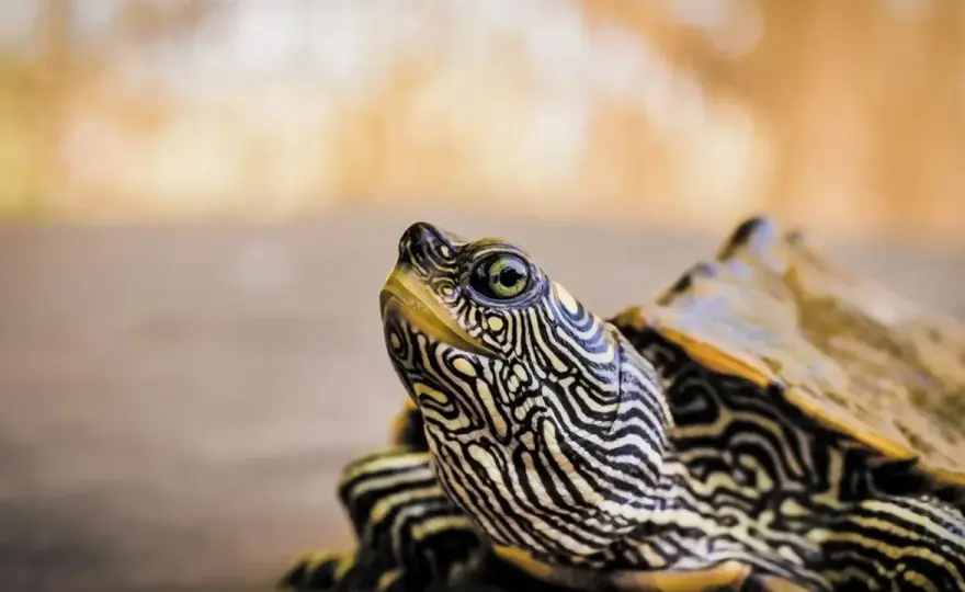 Tortuga mora: cómo identificarla y protegerla sin errores