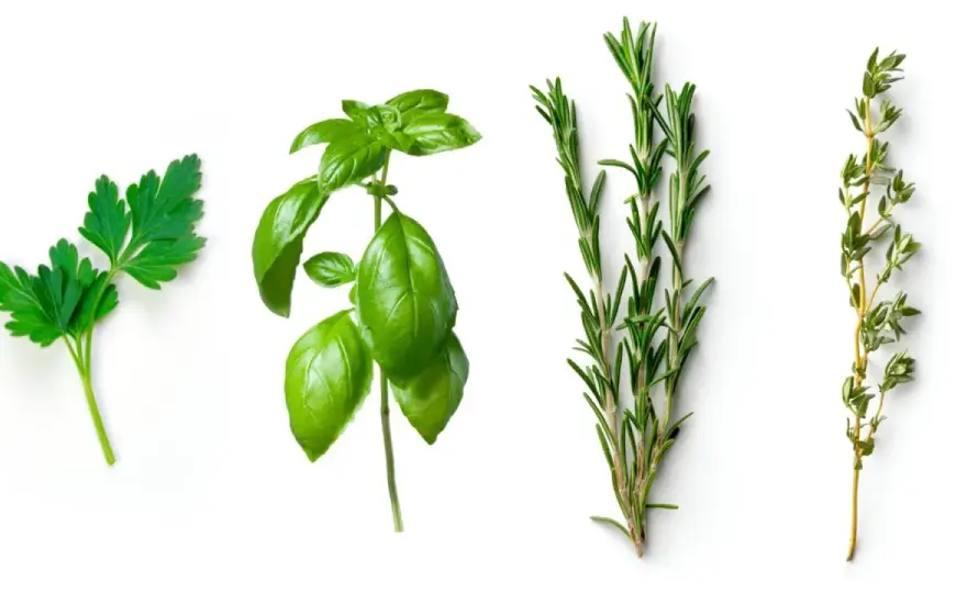 Albahaca italiana - Guía para un sabor perfecto en tus platos