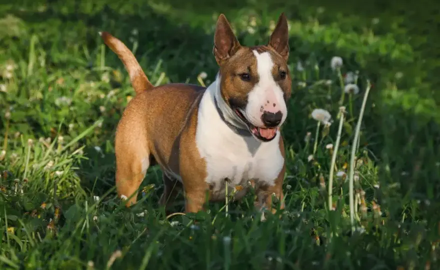 Miniatur-Bullterrier - Was man vor dem Kauf wissen sollte