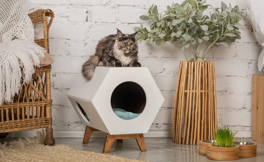 Enriquecimiento ambiental para gatos - Bienestar felino en casa