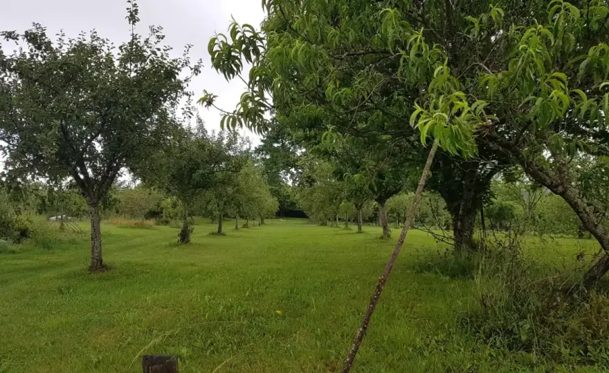 Combien d'arbres fruitiers planter sur 1 000 m² ?