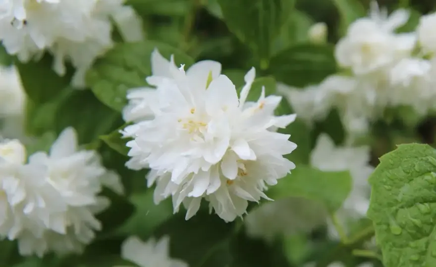 Tailler le seringat - Le guide pour une floraison parfaite