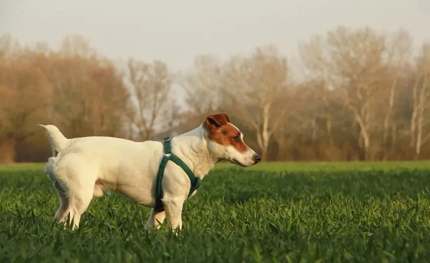 Ile powinien jeść szczeniak Jack Russell Terrier? Poradnik