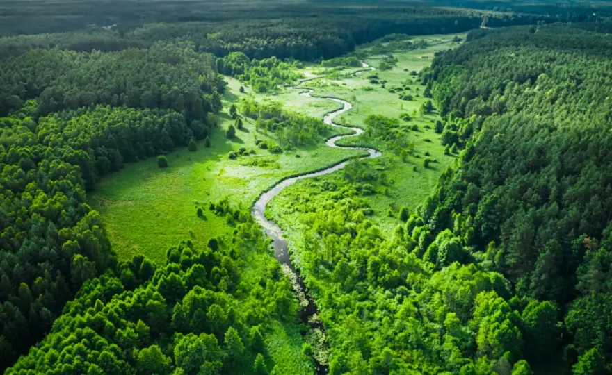 Najpiękniejsze leśne miejsca w Polsce - Wybierz idealny las!