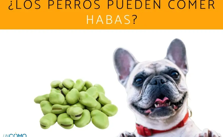 ¿Perros pueden comer habas? Guía segura para tu mascota