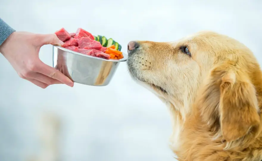 Hundefutter richtig wählen - was im Napf wirklich zählt