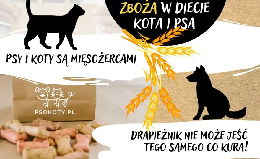 Czy kot może jeść psią karmę? Prawda i skutki!