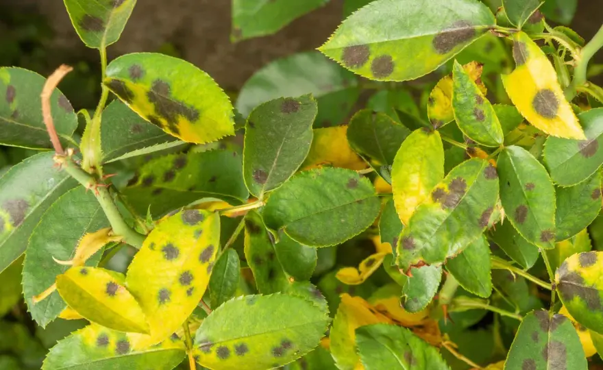 Malattie delle rose, guida alle immagini e ai sintomi più comuni
