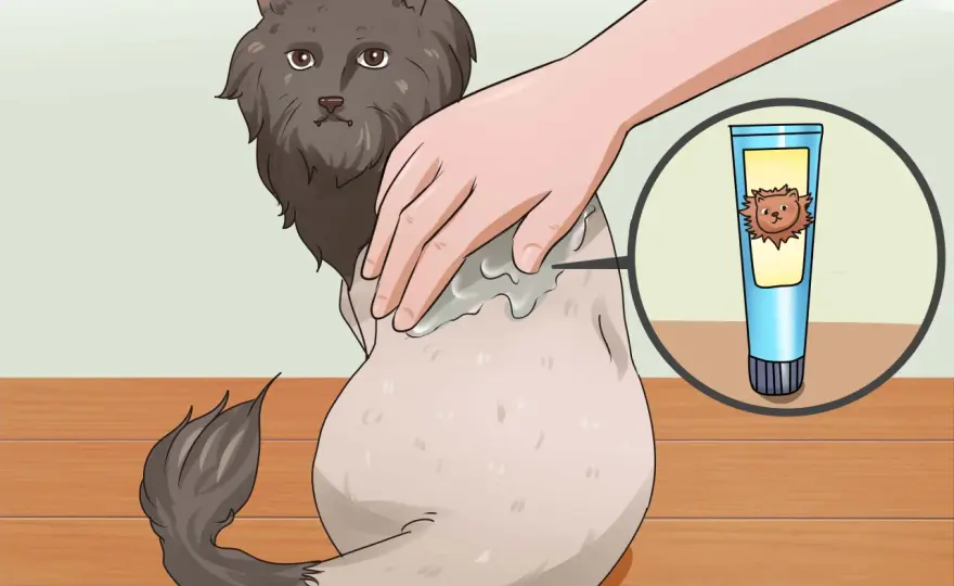 How to Shave a Cat Safely - Avoid Stress and Injury