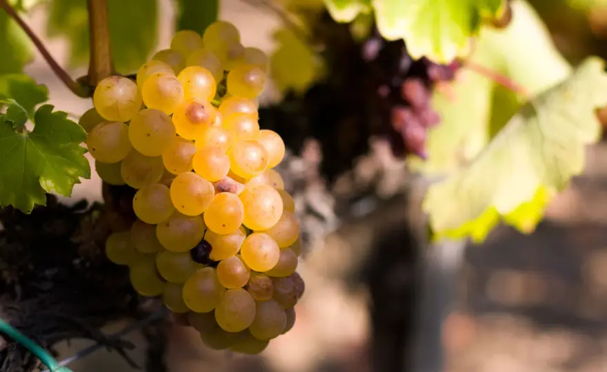 Furmint Wein kaufen: So findest du trockene & süße Weine