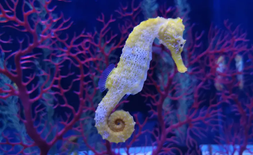 Caballito de mar gigante - ¿Por qué es tan especial?