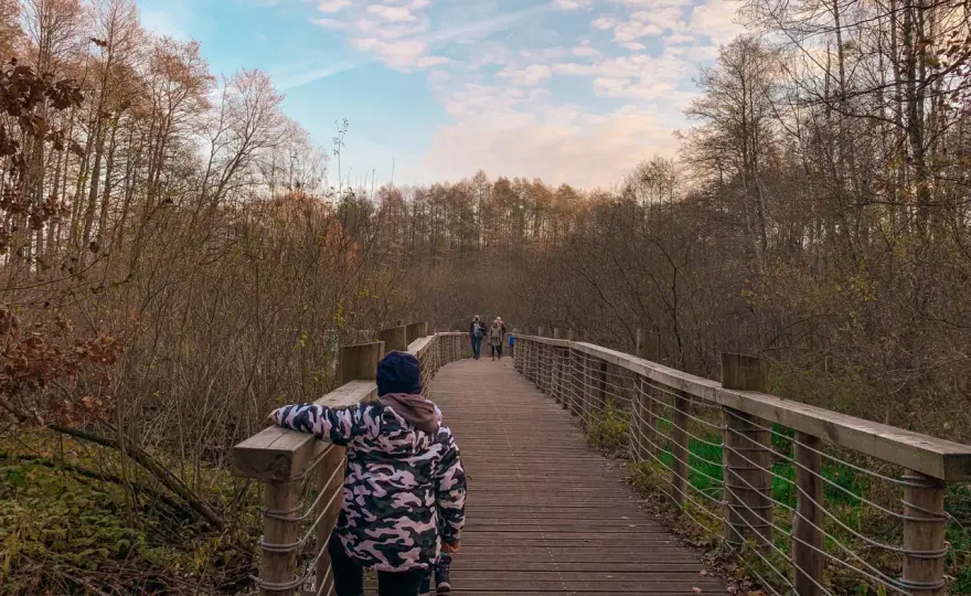Pomost Łosiowe Błota - jak dotrzeć i co zobaczyć?