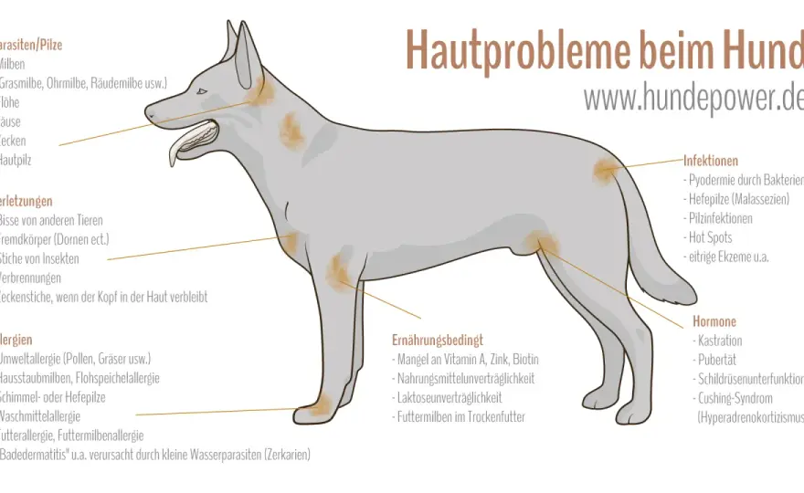 Juckreiz beim Hund - Ursachen erkennen und richtig handeln