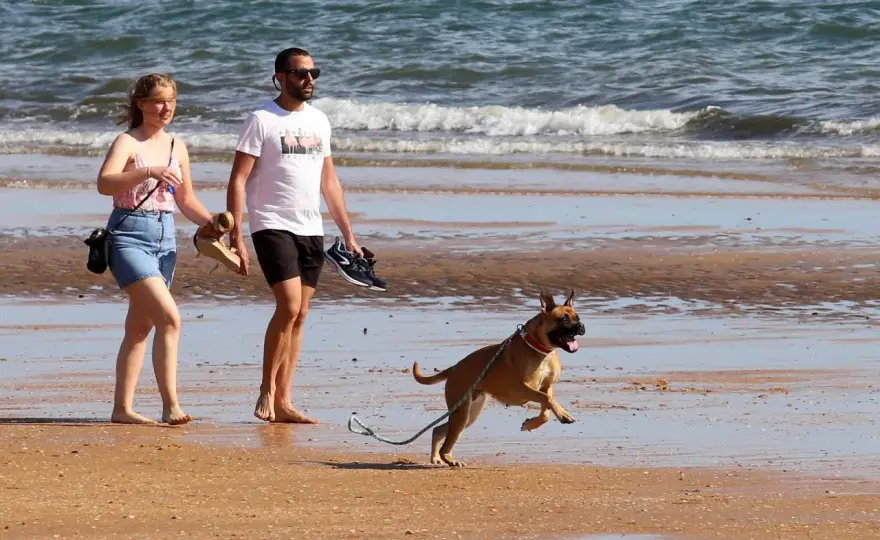 Playas para perros en España - Guía definitiva