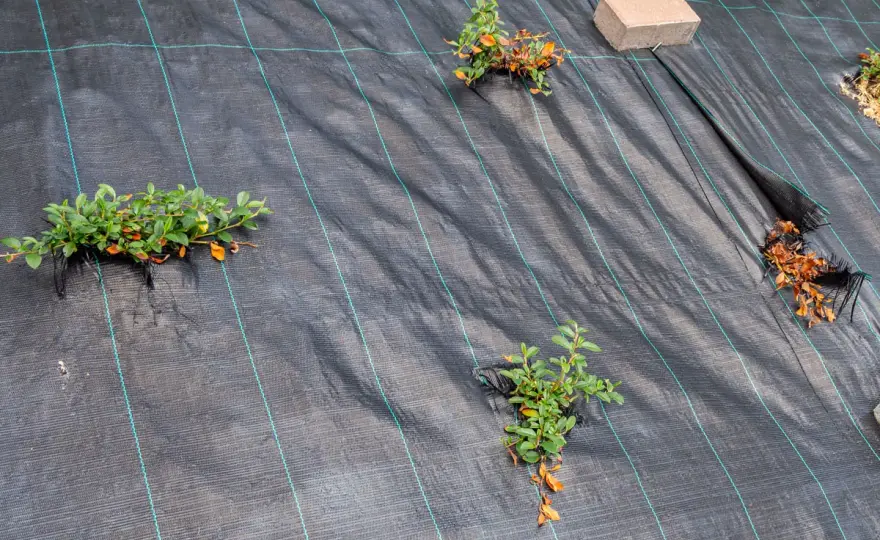 Unkrautvlies richtig verlegen - Nie wieder Unkraut?