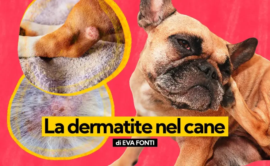 Piaghe cane - Cause, cosa fare e prevenzione