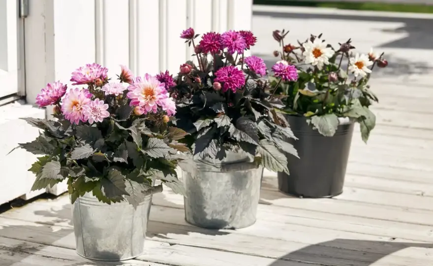 Plantera dahlia - Så lyckas du med lång blomning