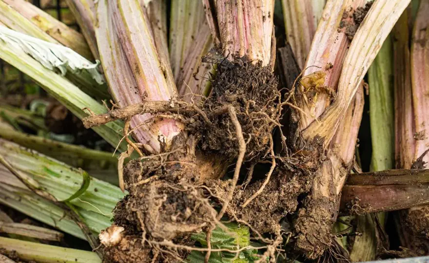 Malattie del carciofo, come riconoscerle e prevenirle