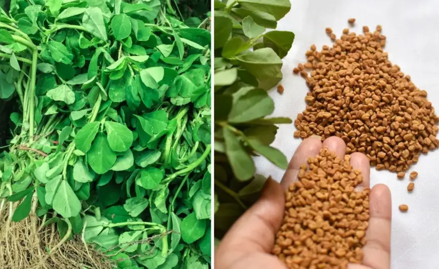 Kozieradka w ogrodzie - siew, pielęgnacja i zbiór