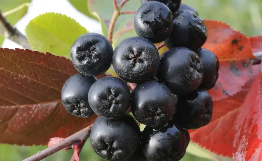 Aroniabeeren - Hype oder Helfer? Was sie wirklich können