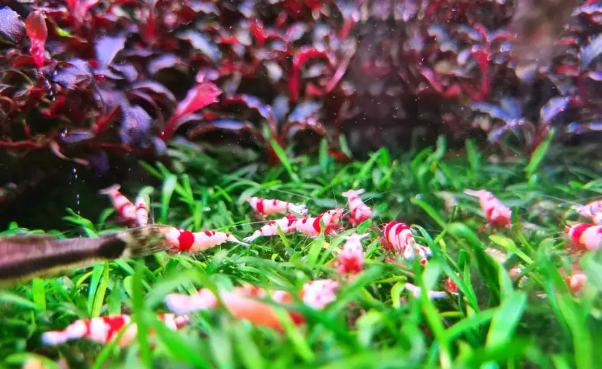 Plantas y gambas: beneficios y riesgos de su convivencia en acuarios