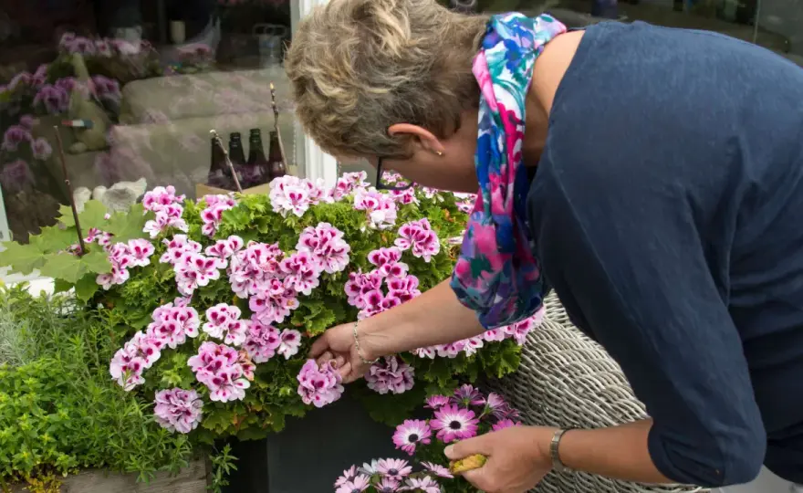 Geranien ausputzen - so bleibt die Blüte länger schön