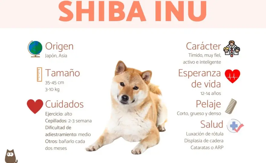 Shiba Inu: ¿realmente es para ti? Guía completa de convivencia