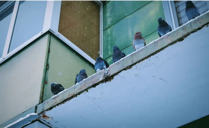Jak odstraszyć gołębie? Skuteczne metody na balkon, dach i ogród