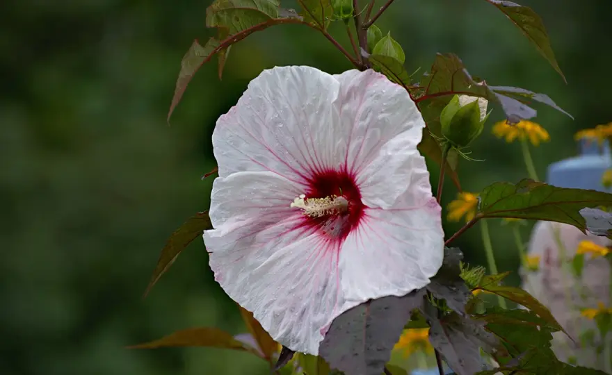 Hibiskus bagienny - uprawa, cięcie i zimowanie