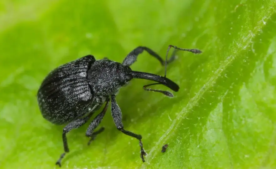 Benevia 100 OD - Skuteczny insektycyd? Sprawdź, jak działa!