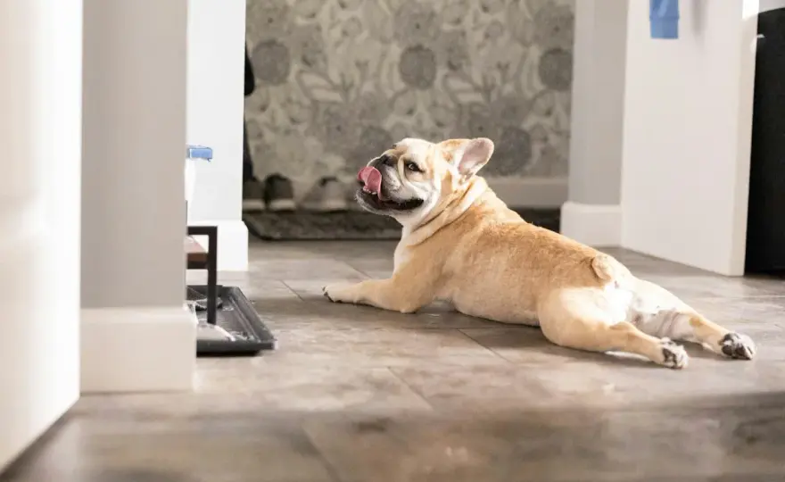 Ile żyje buldog francuski? Prawda i 6 zasad długiego życia