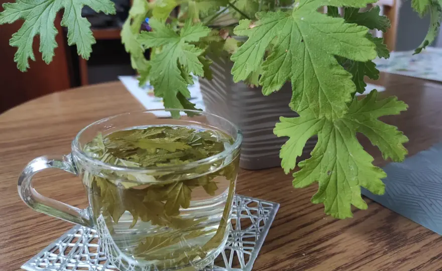 Geranium/Anginka: Napar bezpieczny? Przepis, korzyści, przeciwwskazania