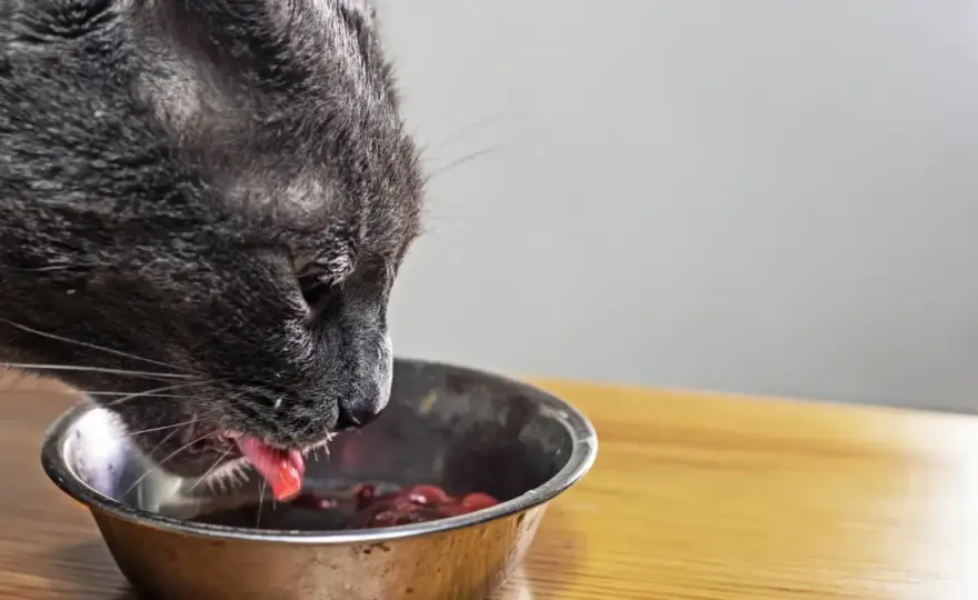 Chat malade du foie - Que lui donner à manger?