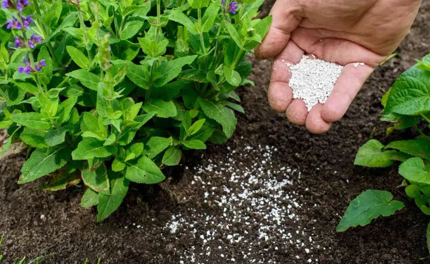 Nawozy organiczne czy mineralne: co wybrać dla lepszych upraw?