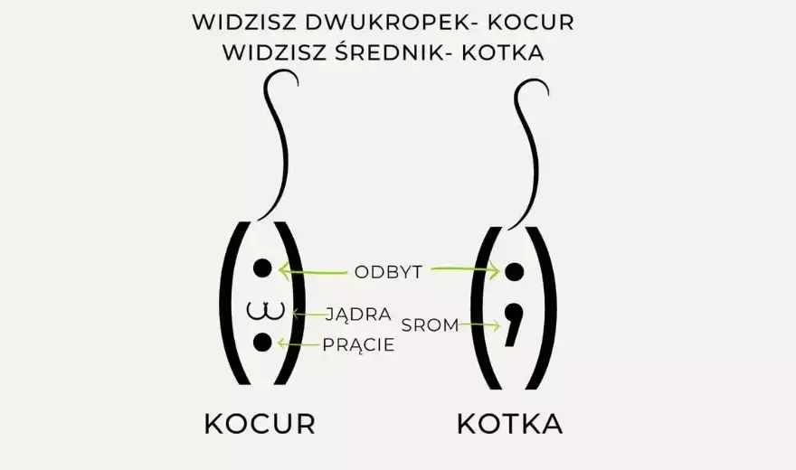 Jak rozpoznać płeć małego kota? Praktyczne wskazówki dla właścicieli