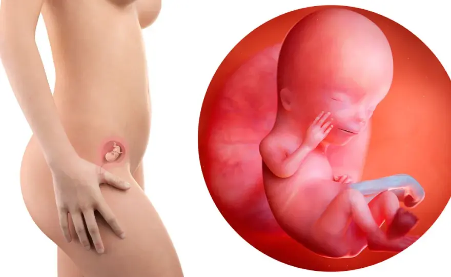 Rischio aborto a 12 settimane - È davvero più basso?
