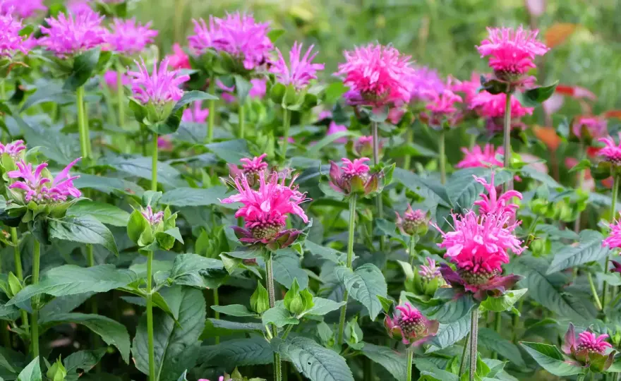 Monarda (pysznogłówka) w ogrodzie - Uprawa bez mączniaka!
