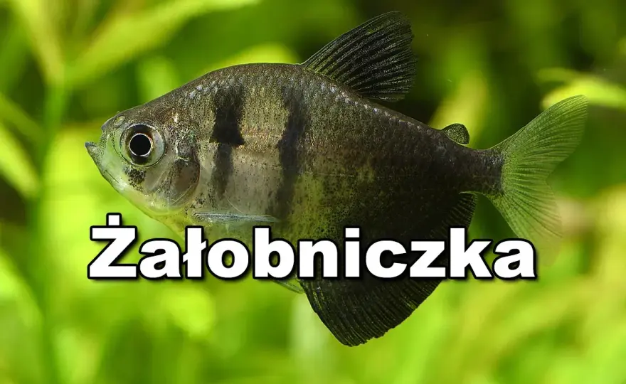Czarne ryby akwariowe - Jak dobrać gatunki i uniknąć błędów?