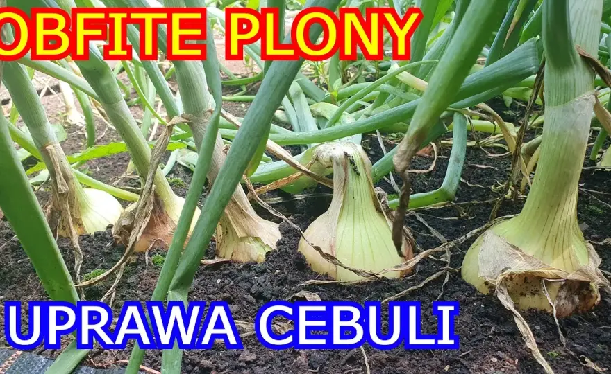 Jak uprawiać cebulę z nasion: proste kroki do zdrowych plonów