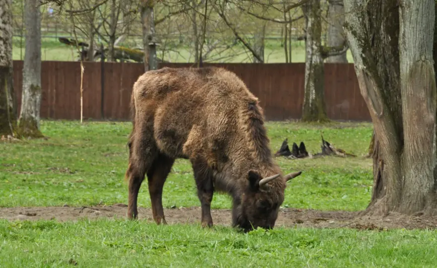 Gdzie zobaczyć żubra - Białowieża czy Wolin?