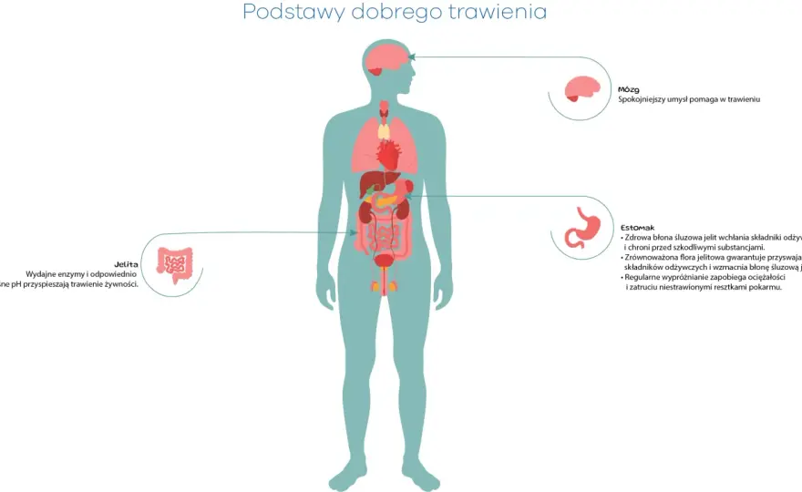 Ile trawi się pokarm? Czas, czynniki i jak przyspieszyć trawienie