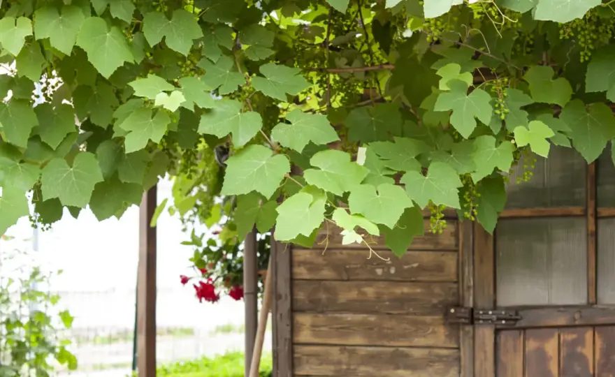 Vite in giardino - Come coltivarla per un raccolto perfetto