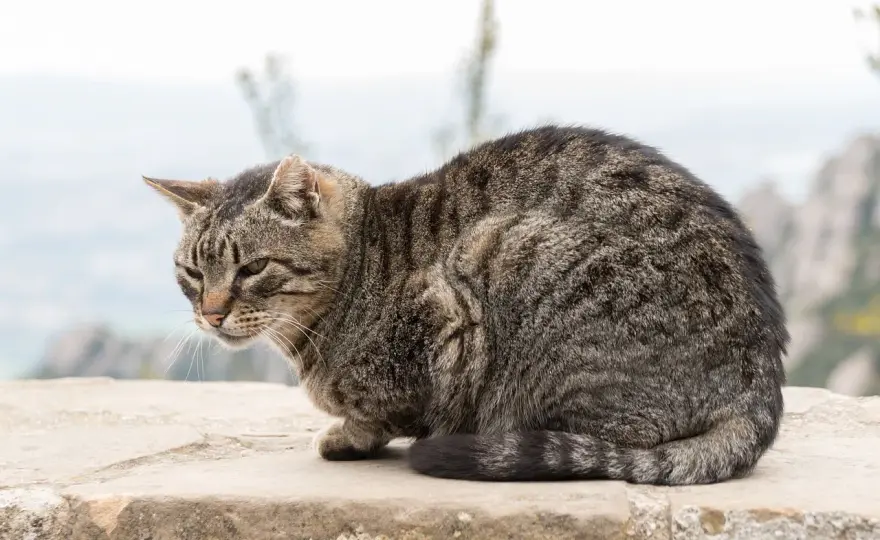 Schlafposition bei Katzen und Schmerzen richtig deuten