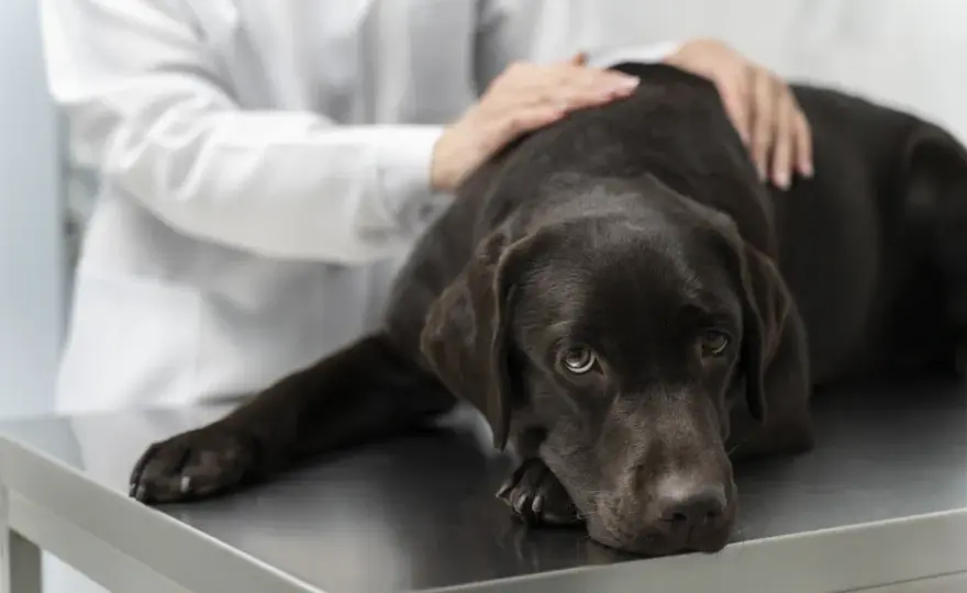 Wzdęcia u psa/kota - Kiedy to trzustka? Objawy i diagnostyka