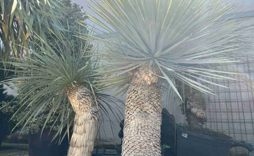 Yucca con foglie gialle? Cause e rimedi per salvarla