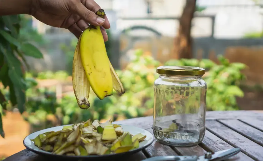Nawóz z banana - czy to działa? Prawda i fakty